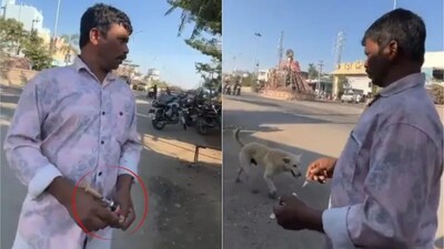 तेलंगाना में 500 आवारा कुत्तों के जहर का इंजेक्शन देकर मारा डाला