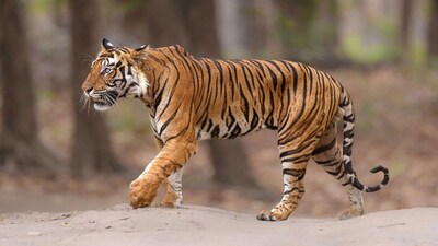 Tiger Deaths in india: दुनिया की लगभग 75 प्रतिशत बाघ आबादी भारत में पाई जाती है
