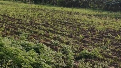 Vegetable farming: इन सब्जियों की सबसे बड़ी खासियत यह है कि ये 45 से 60 दिनों में तैयार हो जाती हैं।