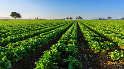 Agricultural Tips: जनवरी में मूली की बुवाई करके किसान अच्छा लाभ कमा सकते हैं।