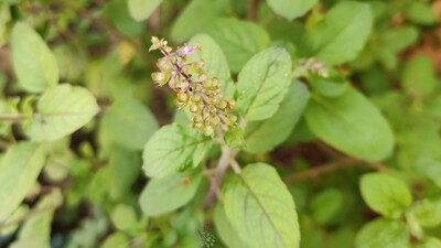 How to keep tulsi plant: सूखे हुए पौधे को फिर से घना बनाने के लिए सूखी गोबर की खाद और खट्टी छाछ मिट्टी में मिलाएं।