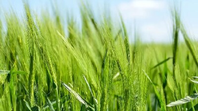 Interesting Facts About Crops: कॉफी को तेजी से फेंटने की प्रक्रिया को ‘एरिएशन’ कहा जाता है।