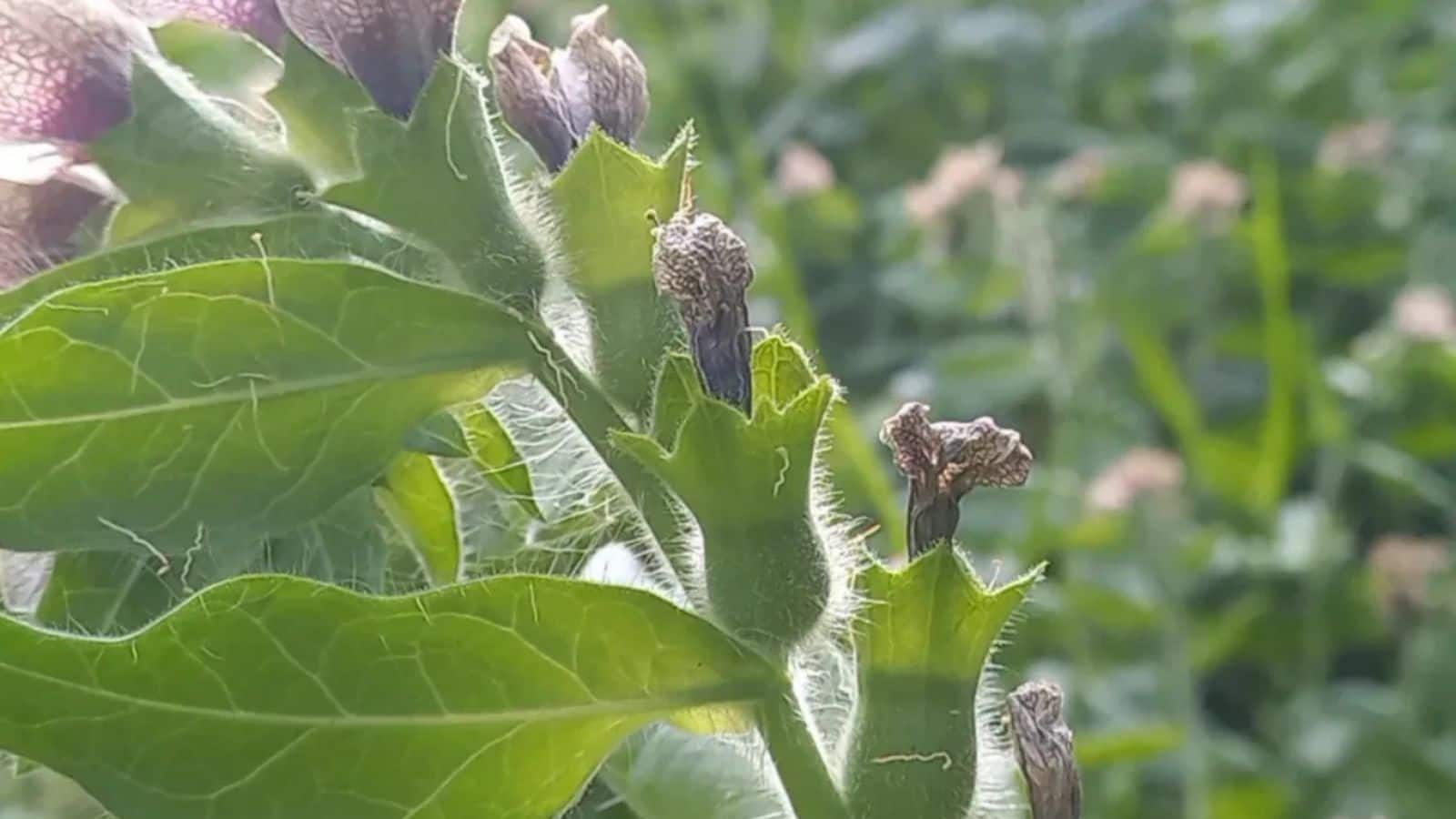 पारंपरिक खेती छोड़ किसान ने उगाई औषधीय फसल, हो रही डबल कमाई