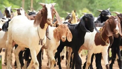 Goat farming Benefits: एक महीने में सिर्फ 300 रुपये तक का खर्च आता है