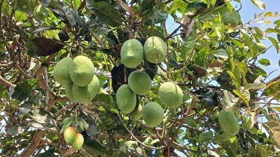 Mango Farming Tips: अगर टहनियां ज्यादा घनी हों तो सूखी या बीमार शाखाएं काट दें। 