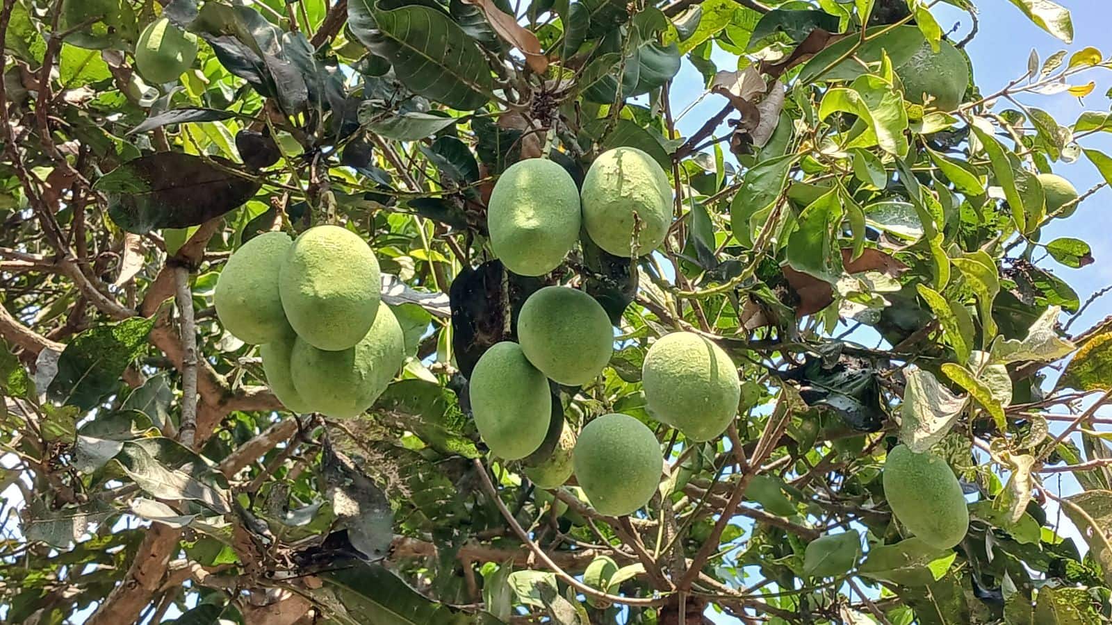 Mango Farming: आम के छोटे-छोटे दाने झड़ रहे हैं? अपनाएं ये आसान तरीका