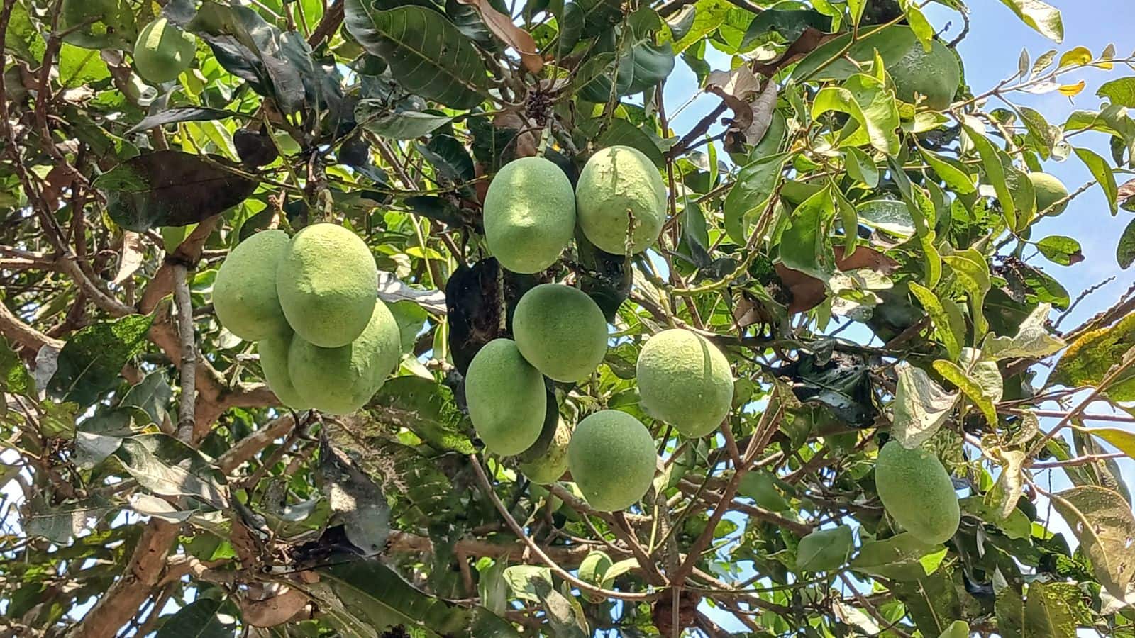 Agri Tips: आम के फूल झड़ रहे हैं? ये उपाय बदल देगा आपकी किस्मत - mango ...