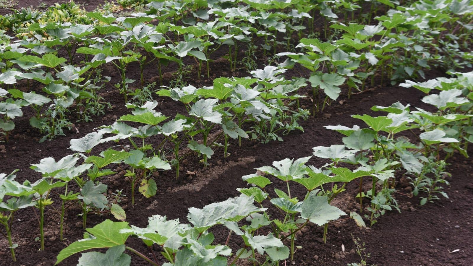 Okra Cultivation: नौकरी नहीं मिली तो उठाया ये कदम, 70 दिन में बदल गई किस्मत!