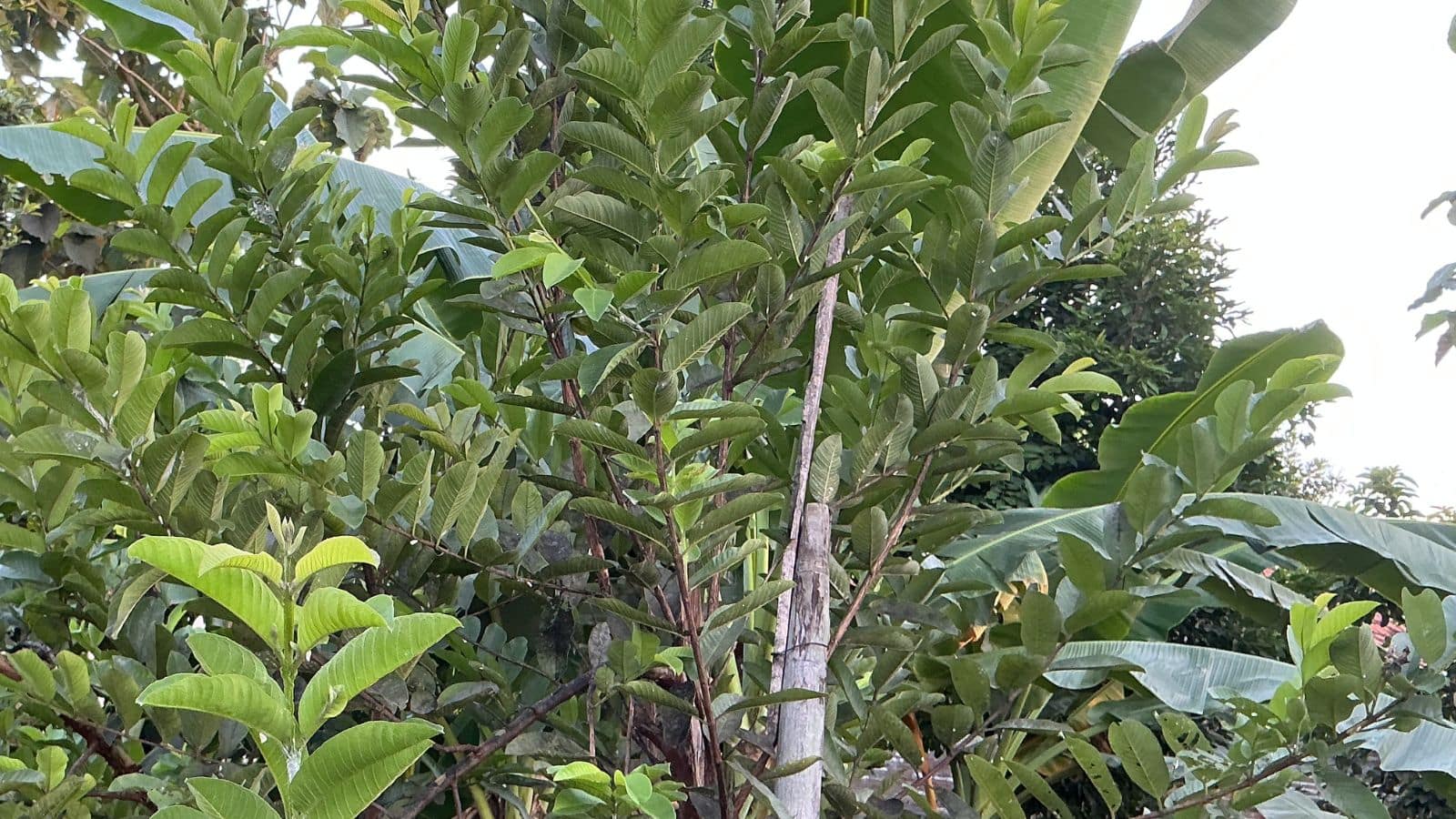 Gardening Tips: अमरूद के पेड़ पर फल नहीं लग रहे? ये आसान उपाय बदल देंगे नतीजा