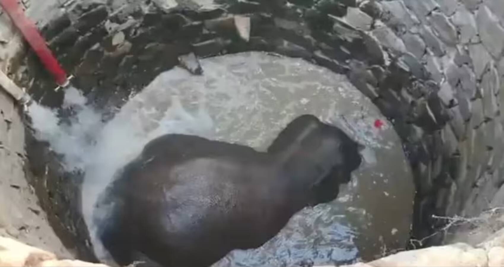Odisha Elephant Rescue: 30 फीट गहरे कुएं में गिरा हाथी, आर्किमिडीज के सिद्धांत से बचाई गई जान