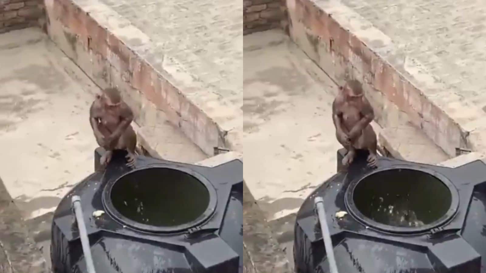 Viral Video: गर्मी से बचने के लिए बंदरों का अनोखा जुगाड़, वीडियो हुआ वायरल