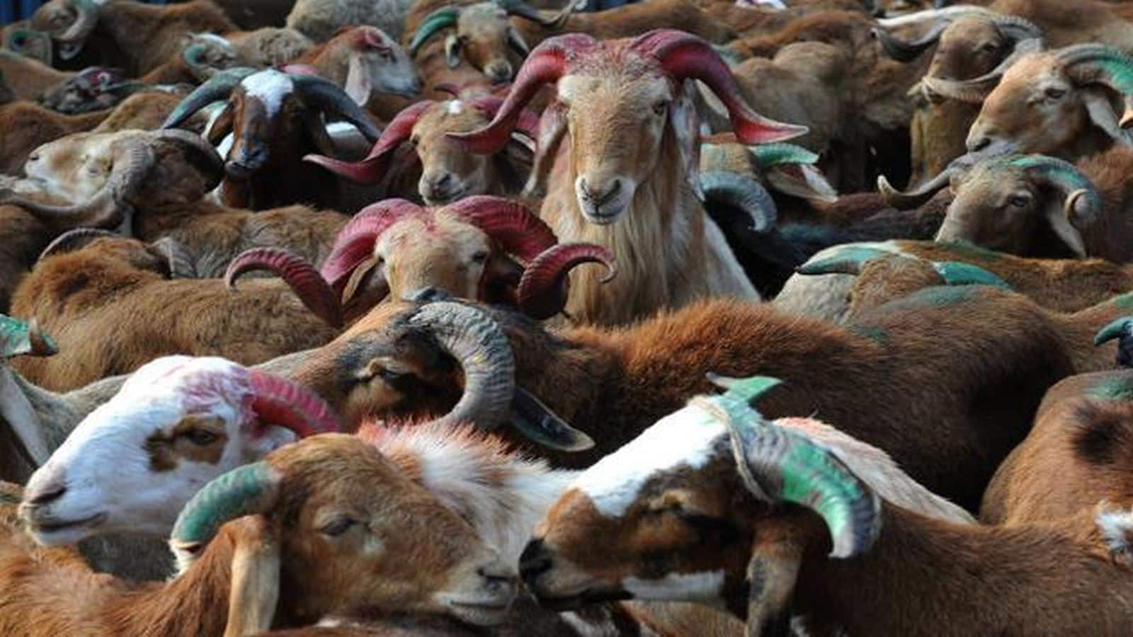 Bakrid Kurbani: एसी रूम में सोने वाले बकरे, दुंबा भी मंडी में पहुंचे! बकरीद पर कुर्बानी के लिए इनका रेट इतना कि खरीद लें SUV Bakrid Kurbani: एसी रूम में सोने वाले बकरे, दुंबा भी मंडी में पहुंचे! बकरीद पर कुर्बानी के लिए इनका रेट इतना कि खरीद लें SUV