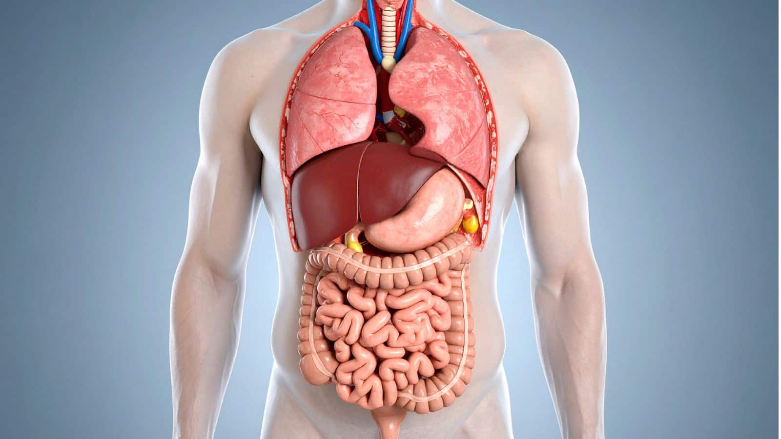 Fatty Liver: लिवर में जमी चर्बी का चकाचक इलाज! ये 7 चीजें बदल देंगी आपकी सेहत और कुछ ही हफ्तों में दिखेगा जबरदस्त फर्क Fatty Liver: लिवर में जमी चर्बी का चकाचक इलाज! ये 7 चीजें बदल देंगी आपकी सेहत और कुछ ही हफ्तों में दिखेगा जबरदस्त फर्क