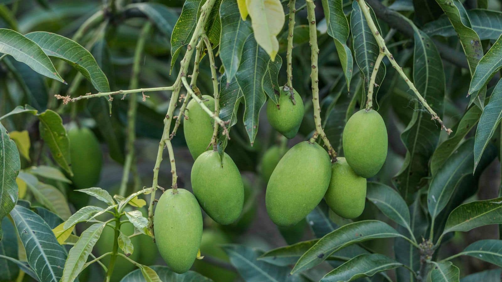 Gardening Tips: बिना ज्यादा खर्च के घर में उगाएं केमिकल-फ्री आम, ये है आसान प्रोसेस Gardening Tips: बिना ज्यादा खर्च के घर में उगाएं केमिकल-फ्री आम, ये है आसान प्रोसेस