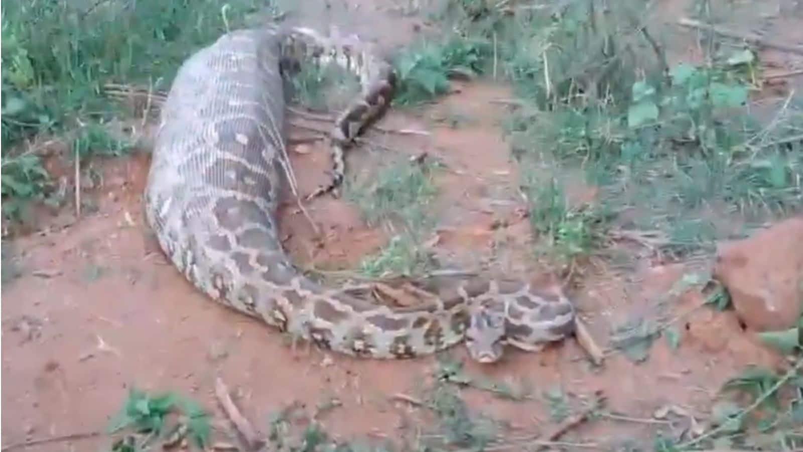 Snake Video: 30 किलो के अजगर ने निगला पूरा हिरण, फिर जो हुआ देखकर लोगों के उड़ गए होश! Snake Video: 30 किलो के अजगर ने निगला पूरा हिरण, फिर जो हुआ देखकर लोगों के उड़ गए होश!