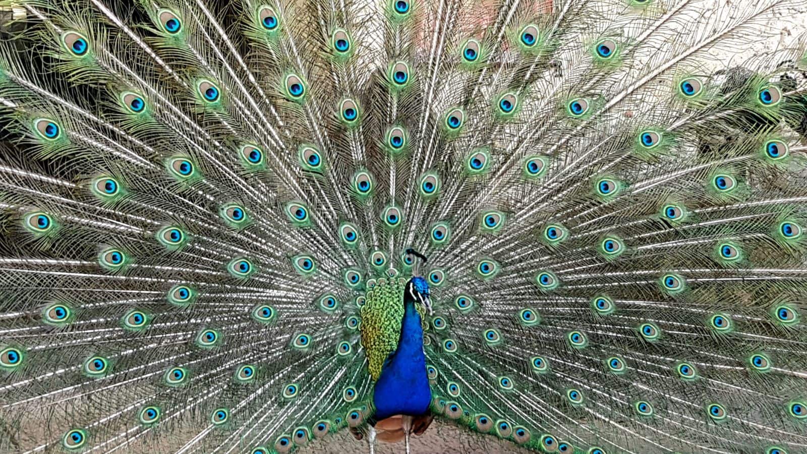 मोर की उम्र सुनकर उड़ जाएंगे होश, जानकर नहीं होगा यकीन, सच हैरान कर देगा! मोर की उम्र सुनकर उड़ जाएंगे होश, जानकर नहीं होगा यकीन, सच हैरान कर देगा!