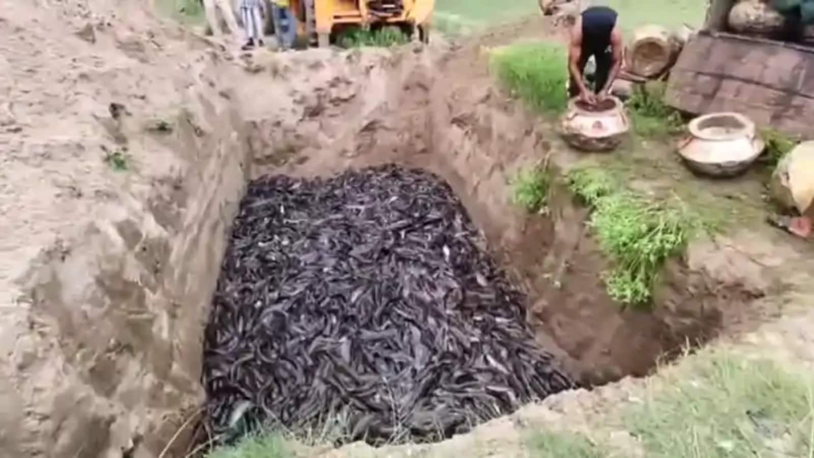 Thai Mangur Fish: बिहार में मांगुर मछलियों को गड्ढे में क्यों गाड़ा जा रहा है? सामने आई बड़ी वजह Thai Mangur Fish: बिहार में मांगुर मछलियों को गड्ढे में क्यों गाड़ा जा रहा है? सामने आई बड़ी वजह