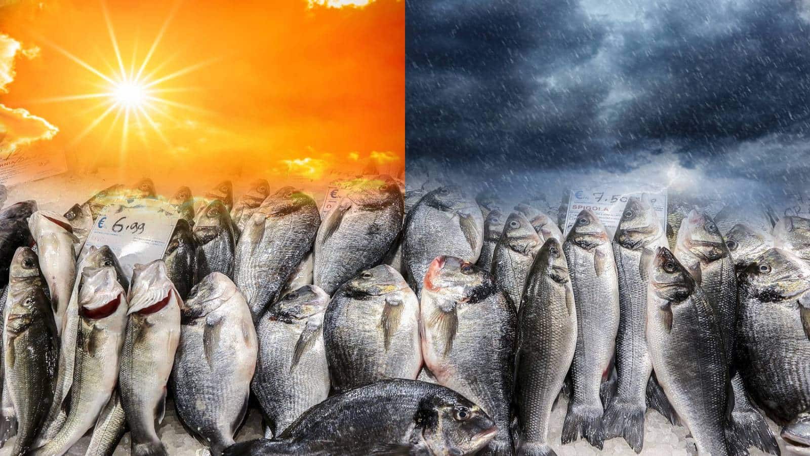 El Nino Impact: क्या भारत के मछली मार्केट पर भी कहर बनकर टूटने वाला है अल नीनो? फिशिंग इंडस्ट्री पर इसके असर को समझिए El Nino Impact: क्या भारत के मछली मार्केट पर भी कहर बनकर टूटने वाला है अल नीनो? फिशिंग इंडस्ट्री पर इसके असर को समझिए
