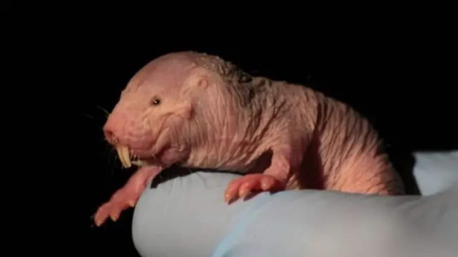 Naked Mole Rat Video: बिना ऑक्सीजन 18 मिनट तक जिंदा रह सकता है ये वीयर्ड चूहा! बूढ़ा भी नहीं होता और उम्र जाती है 37 साल तक Naked Mole Rat Video: बिना ऑक्सीजन 18 मिनट तक जिंदा रह सकता है ये वीयर्ड चूहा! बूढ़ा भी नहीं होता और उम्र जाती है 37 साल तक