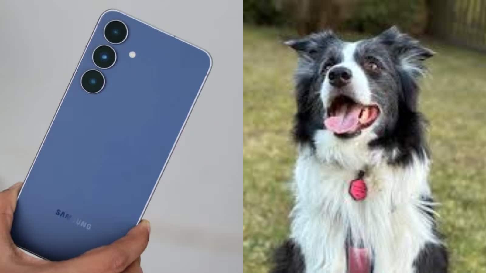 Samsung ने पेश किया नया AI फीचर, सिर्फ फोटो देखकर बताएगा आपके पालतू जानवर की बीमारी Samsung ने पेश किया नया AI फीचर, सिर्फ फोटो देखकर बताएगा आपके पालतू जानवर की बीमारी