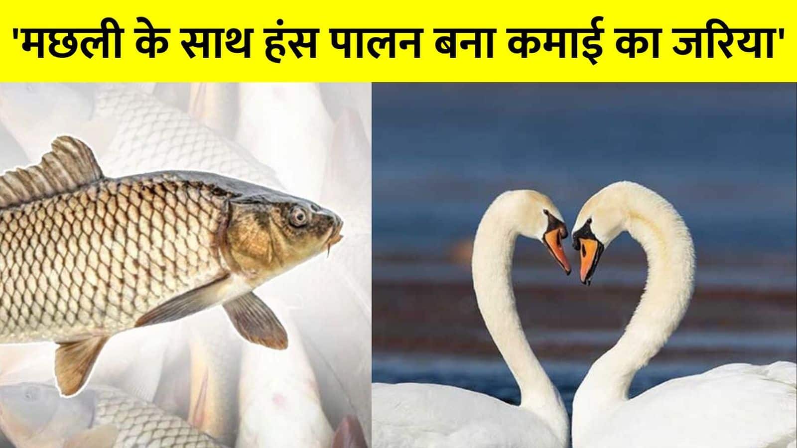 Swan Farming Business: मछली के साथ शुरू करें हंस पालन का काम! 800 रुपये में बिक रहा है अंडा, बिहार के इस किसान की चमकी किस्मत Swan Farming Business: मछली के साथ शुरू करें हंस पालन का काम! 800 रुपये में बिक रहा है अंडा, बिहार के इस किसान की चमकी किस्मत