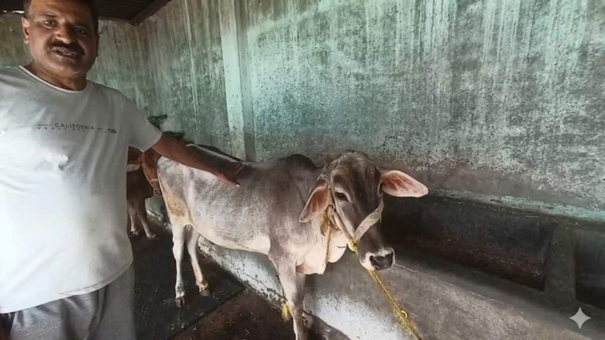 देसी नस्ल की ये गाय भी हर दिन दे सकती है 12-15 लीटर A-2 दूध! इसकी खासियतें जानकर हैरान हो जाएंगे आप देसी नस्ल की ये गाय भी हर दिन दे सकती है 12-15 लीटर A-2 दूध! इसकी खासियतें जानकर हैरान हो जाएंगे आप