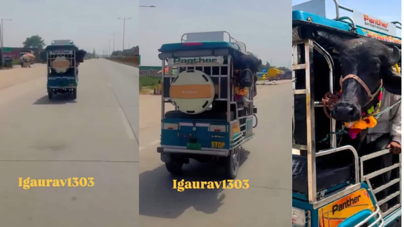 न ट्रक, न पिकअप... भैंस को लेकर ई-रिक्शा में निकल पड़ा शख्स, वीडियो वायरल न ट्रक, न पिकअप... भैंस को लेकर ई-रिक्शा में निकल पड़ा शख्स, वीडियो वायरल