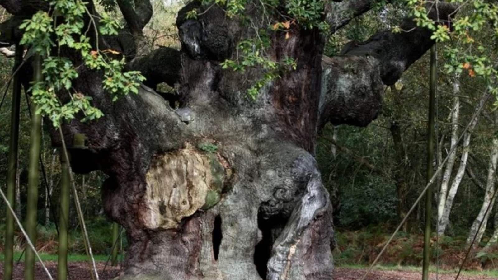 शेरवुड फॉरेस्ट में नहीं रहा 1200 साल पुराना रॉबिन हुड ओक का पेड़, नई पत्तियां उगनी हुई बंद, लोगों का टूटा दिल शेरवुड फॉरेस्ट में नहीं रहा 1200 साल पुराना रॉबिन हुड ओक का पेड़, नई पत्तियां उगनी हुई बंद, लोगों का टूटा दिल