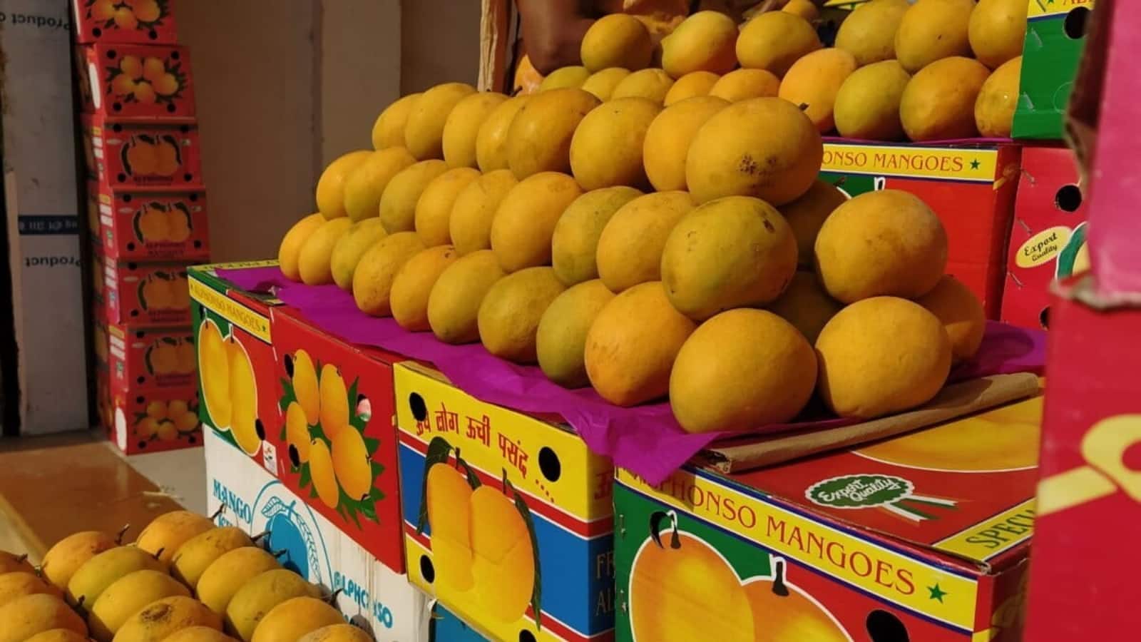 अल्फांसो आम की फसल को गर्मी ने दिया झटका, फिर भी रिकॉर्ड 34 देशों तक पहुंचा भारत का हापुस अल्फांसो आम की फसल को गर्मी ने दिया झटका, फिर भी रिकॉर्ड 34 देशों तक पहुंचा भारत का हापुस