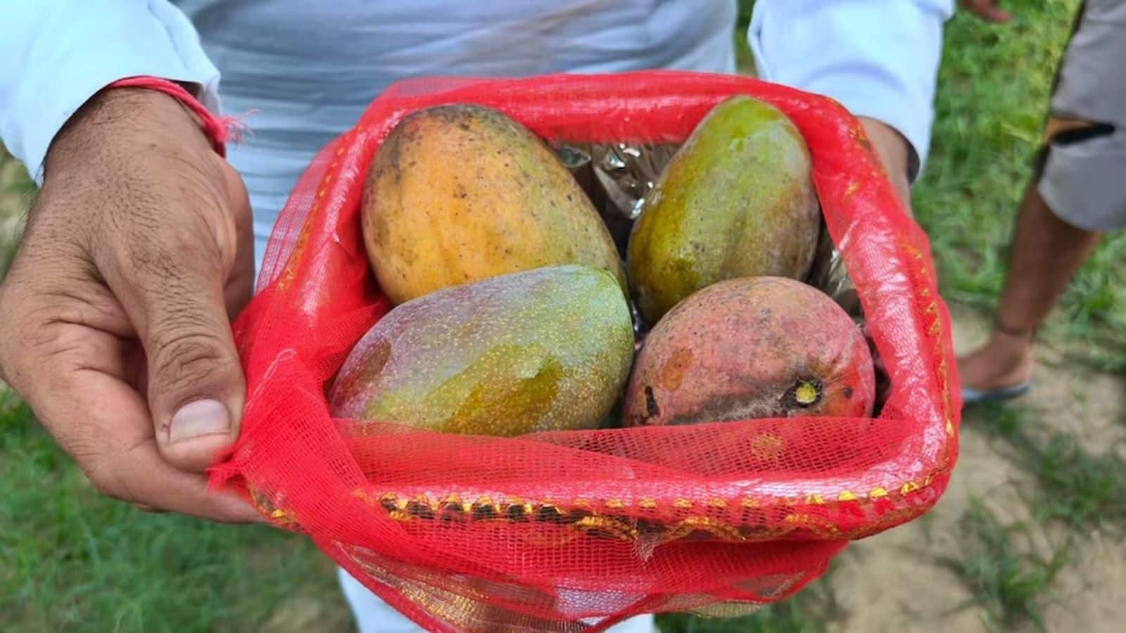 Miyazaki mango: 4 आम की कीमत 2.11 लाख रुपये! इसकी वजह आपको हैरान कर देगी, यूपी के किसान ने बनाया अनोखा रिकॉर्ड Miyazaki mango: 4 आम की कीमत 2.11 लाख रुपये! इसकी वजह आपको हैरान कर देगी, यूपी के किसान ने बनाया अनोखा रिकॉर्ड