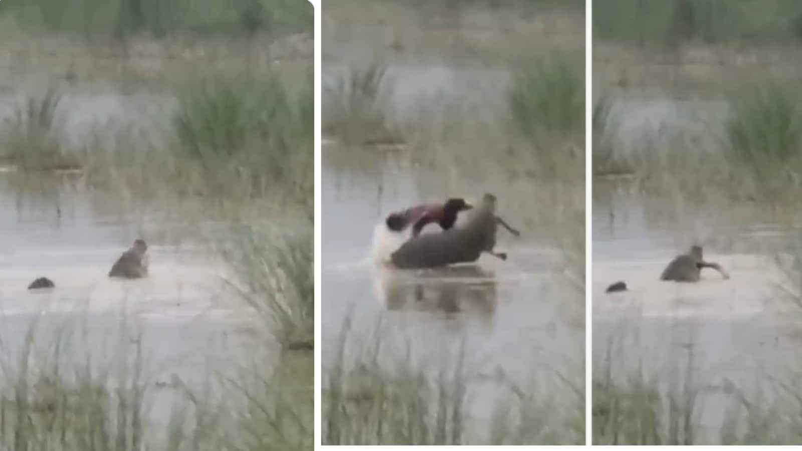 Video: देखते ही देखते पानी में समा गया मासूम, बहराइच में मगरमच्छ के हमले का डरावना वीडियो आया सामने Video: देखते ही देखते पानी में समा गया मासूम, बहराइच में मगरमच्छ के हमले का डरावना वीडियो आया सामने