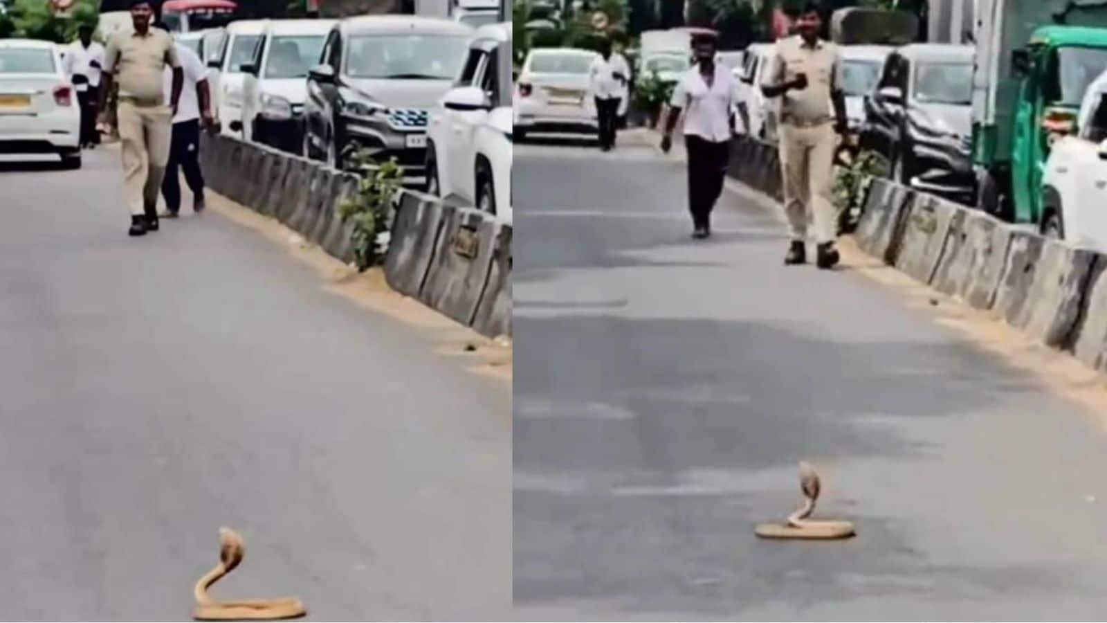 बेंगलुरु में सड़क पर कोबरा की 'VIP एंट्री', आधे घंटे तक रुका ट्रैफिक