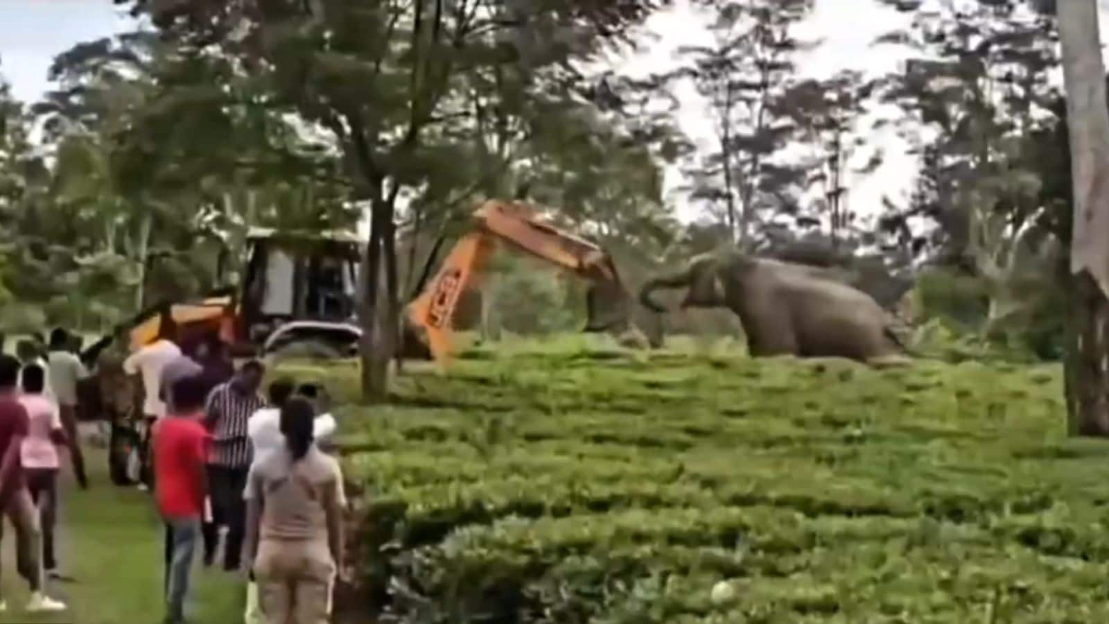 Video: JCB के सामने सीना तानकर खड़ा हो गया हाथी, जंगल बचाने की कोशिश का वीडियो वायरल Video: JCB के सामने सीना तानकर खड़ा हो गया हाथी, जंगल बचाने की कोशिश का वीडियो वायरल