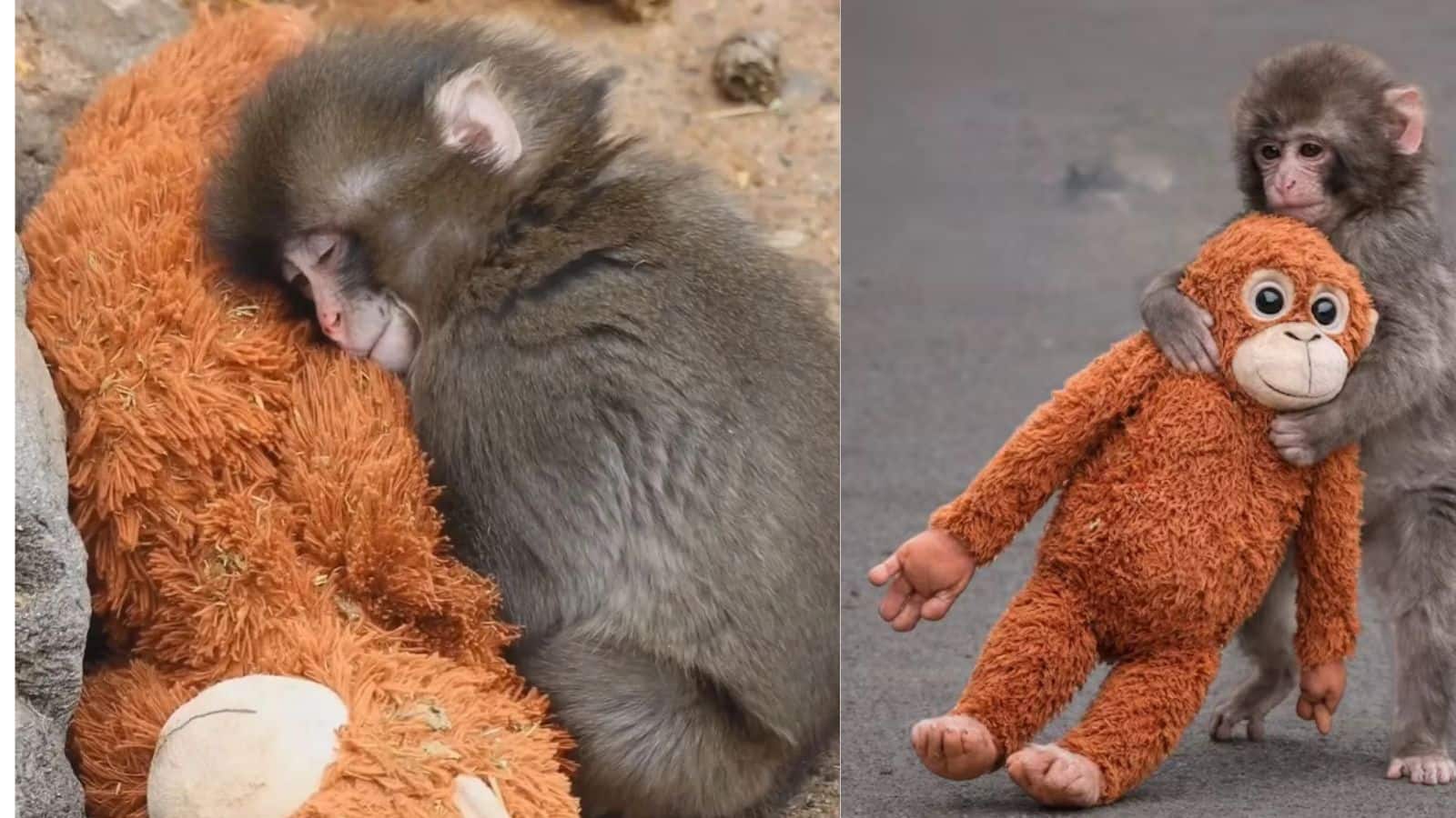 Japan Viral Baby Monkey: खिलौने से दिल जीतने वाले अनाथ बंदर 'पंच' का पहला बर्थडे, दुनिया भर से मिले 2500 कार्ड्स Japan Viral Baby Monkey: खिलौने से दिल जीतने वाले अनाथ बंदर 'पंच' का पहला बर्थडे, दुनिया भर से मिले 2500 कार्ड्स