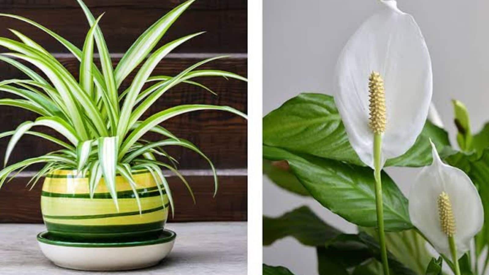 2plant