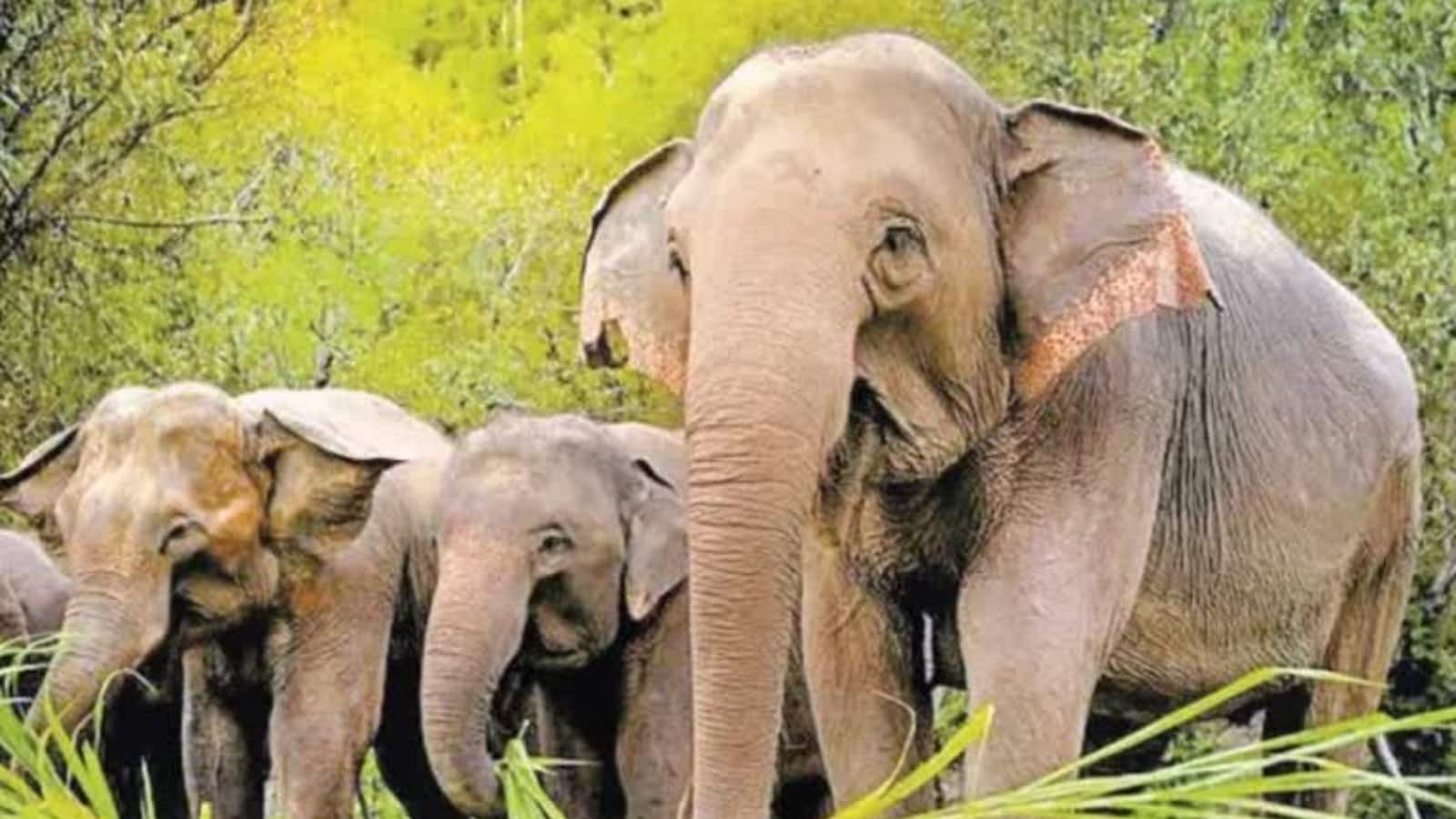 भारत के इन 5 राज्यों में बढ़ रहा इंसान और हाथी टकराव! WII ने मैप किए 5 राज्यों के बड़े हॉटस्पॉट्स भारत के इन 5 राज्यों में बढ़ रहा इंसान और हाथी टकराव! WII ने मैप किए 5 राज्यों के बड़े हॉटस्पॉट्स