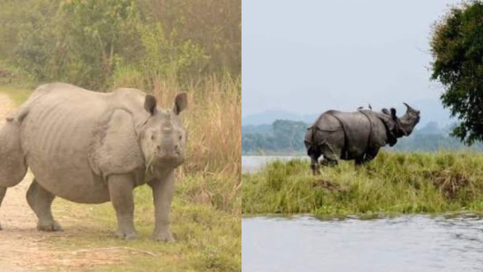 हम दूसरा काजीरंगा नहीं बना सकते... हर्ष गोयनका की पोस्ट ने छेड़ी बहस, क्यों चर्चा में है ये मशहूर नेशनल पार्क, क्या करने जा रही सरकार? हम दूसरा काजीरंगा नहीं बना सकते... हर्ष गोयनका की पोस्ट ने छेड़ी बहस, क्यों चर्चा में है ये मशहूर नेशनल पार्क, क्या करने जा रही सरकार?