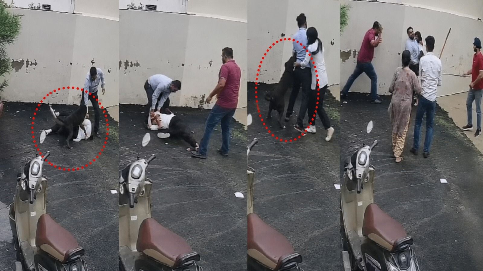 Pitbull attack: पटियाला में किराए का घर देखने गए कपल पर पिटबुल कुत्ते ने  किया जानलेवा हमला, खौफनाक CCTV वीडियो देखिए | Moneycontrol Hindi