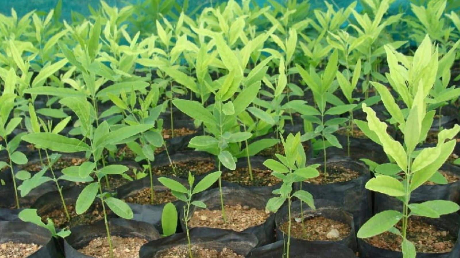 सिर्फ 100 रुपये का पौधा और 20 साल बाद बड़ा फायदा? लाल चंदन की खेती से कमाई का तरीका जानिए सिर्फ 100 रुपये का पौधा और 20 साल बाद बड़ा फायदा? लाल चंदन की खेती से कमाई का तरीका जानिए