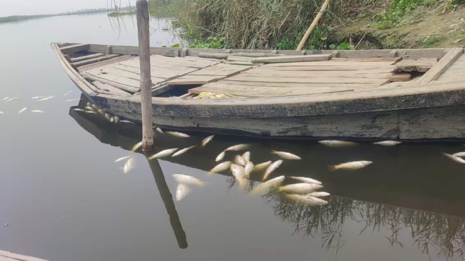 दिल्ली और हरियाणा की यमुना की मछलियों में बड़ा फर्क पता चला, किसमें ज्यादा माइक्रोप्लास्टिक? ये है चौंकाने वाली स्टडी का रिजल्ट दिल्ली और हरियाणा की यमुना की मछलियों में बड़ा फर्क पता चला, किसमें ज्यादा माइक्रोप्लास्टिक? ये है चौंकाने वाली स्टडी का रिजल्ट