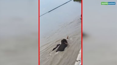 बहराइच में कौड़ियाला नदी का जलस्तर अचानक बढ़ने के बाद हाथियों का एक झुंड तेज बहाव में फंस गया। बताया जा रहा है कि जंगल में घूम रहा यह कुनबा अचानक बढ़े पानी की चपेट में आ गया और बहते-बहते चौधरी चरण सिंह गिरजापुरी बैराज के पास तक पहुंच गया।