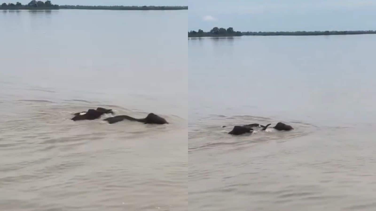 Viral Video: नेपाल की बाढ़ में बहकर भारत पहुंचे हाथी, पानी में फंसा देख लोगों का पसीजा दिल Viral Video: नेपाल की बाढ़ में बहकर भारत पहुंचे हाथी, पानी में फंसा देख लोगों का पसीजा दिल