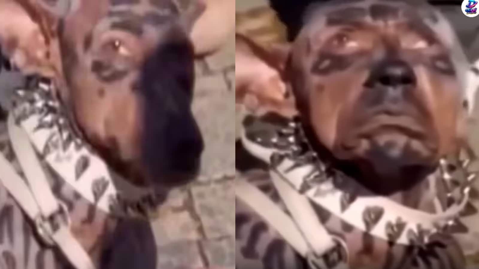 Dog Surgery Viral Video: 26 साल के करोड़पति ने ‘कुत्ता’ बनने के लिए उड़ाए 220 करोड़? वायरल वीडियो ने खड़े किए सवाल Dog Surgery Viral Video: 26 साल के करोड़पति ने ‘कुत्ता’ बनने के लिए उड़ाए 220 करोड़? वायरल वीडियो ने खड़े किए सवाल