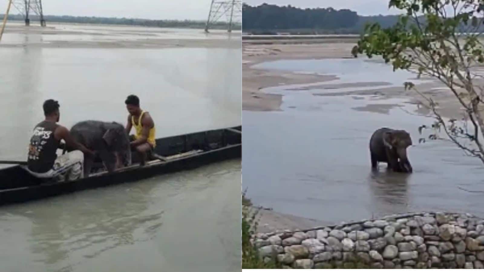 जिस हाथी के बच्चे को तीस्ता नदी में डूबने से बचाया गया जब वो अपनी मां से मिला तो इमोशनल करने वाला था नजारा जिस हाथी के बच्चे को तीस्ता नदी में डूबने से बचाया गया जब वो अपनी मां से मिला तो इमोशनल करने वाला था नजारा