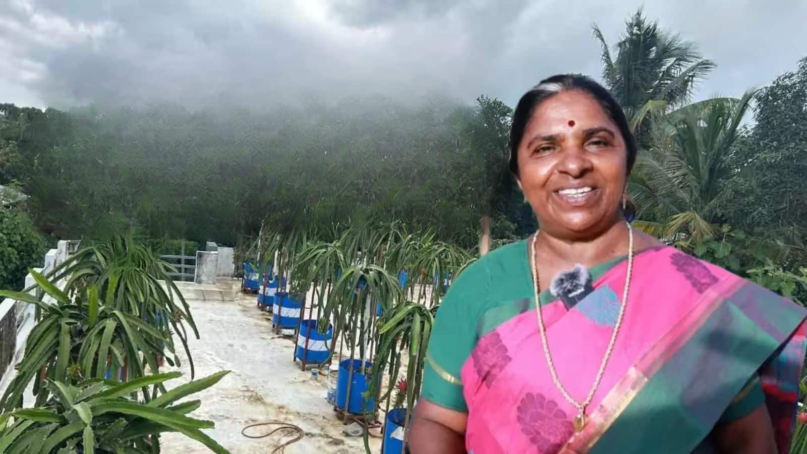 Success Story: छत पर शुरू की ड्रैगन फ्रूट की खेती, ऐसे होने लगी लाखों की कमाई, महिला ने अपनाया ये तरीका Success Story: छत पर शुरू की ड्रैगन फ्रूट की खेती, ऐसे होने लगी लाखों की कमाई, महिला ने अपनाया ये तरीका