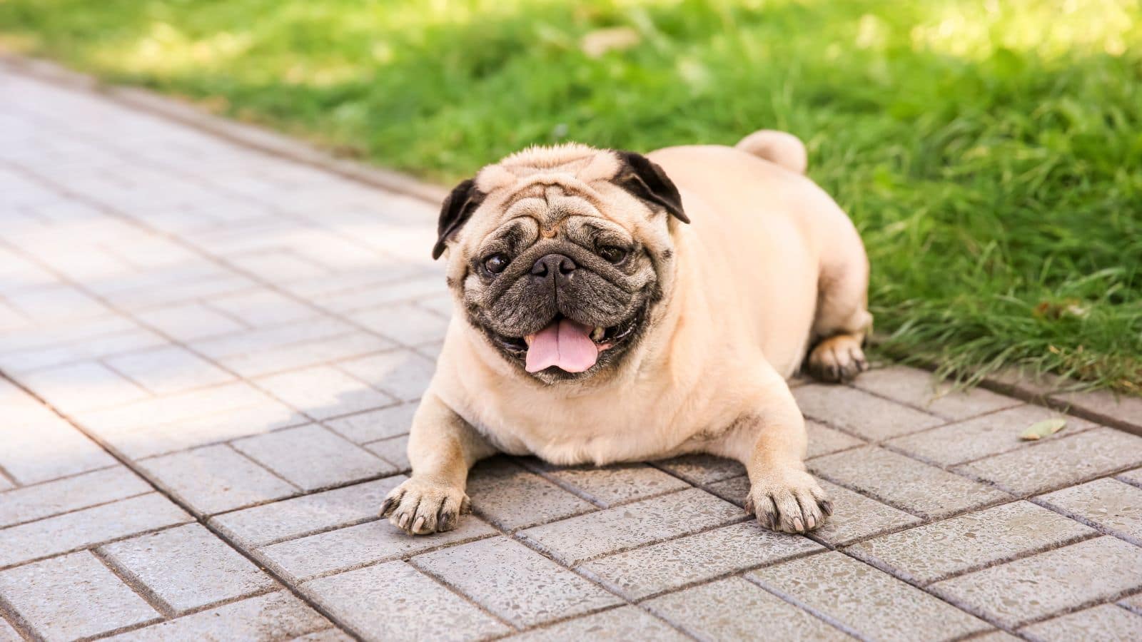 Fat Dogs of Delhi: कौन बनेगा दिल्ली का सबसे गोल-मटोल डॉग? 64 कंटेस्टेंट्स के बीच होगा मुकाबला Fat Dogs of Delhi: कौन बनेगा दिल्ली का सबसे गोल-मटोल डॉग? 64 कंटेस्टेंट्स के बीच होगा मुकाबला