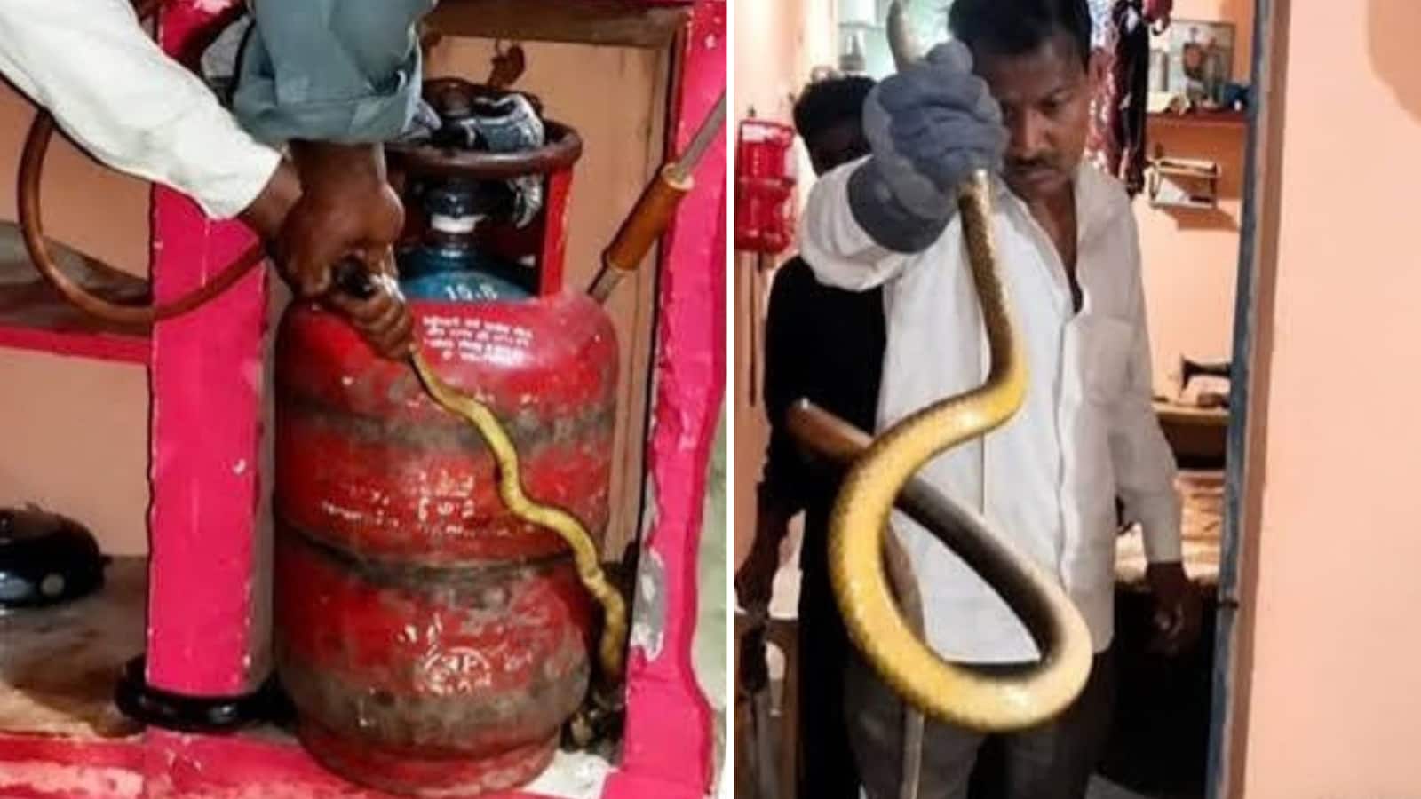 Snake: रातभर घर में छिपा रहा 8 फीट का सांप? सुबह रसोई में पहुंची महिला तो सामने आया खौफनाक नजारा Snake: रातभर घर में छिपा रहा 8 फीट का सांप? सुबह रसोई में पहुंची महिला तो सामने आया खौफनाक नजारा