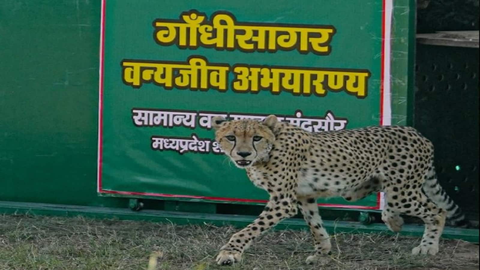 Project Cheetah: प्रोजेक्ट चीता के चौथे चरण में हुई राधा की एंट्री, इस मादा चीता की कहानी जानिए Project Cheetah: प्रोजेक्ट चीता के चौथे चरण में हुई राधा की एंट्री, इस मादा चीता की कहानी जानिए