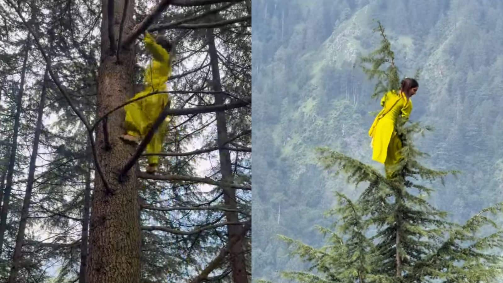 Video: पूजा के सामने आसमान छू रहा पेड़ भी हो गया बौना, टॉप पर पहुंच कर किया सलाम Video: पूजा के सामने आसमान छू रहा पेड़ भी हो गया बौना, टॉप पर पहुंच कर किया सलाम