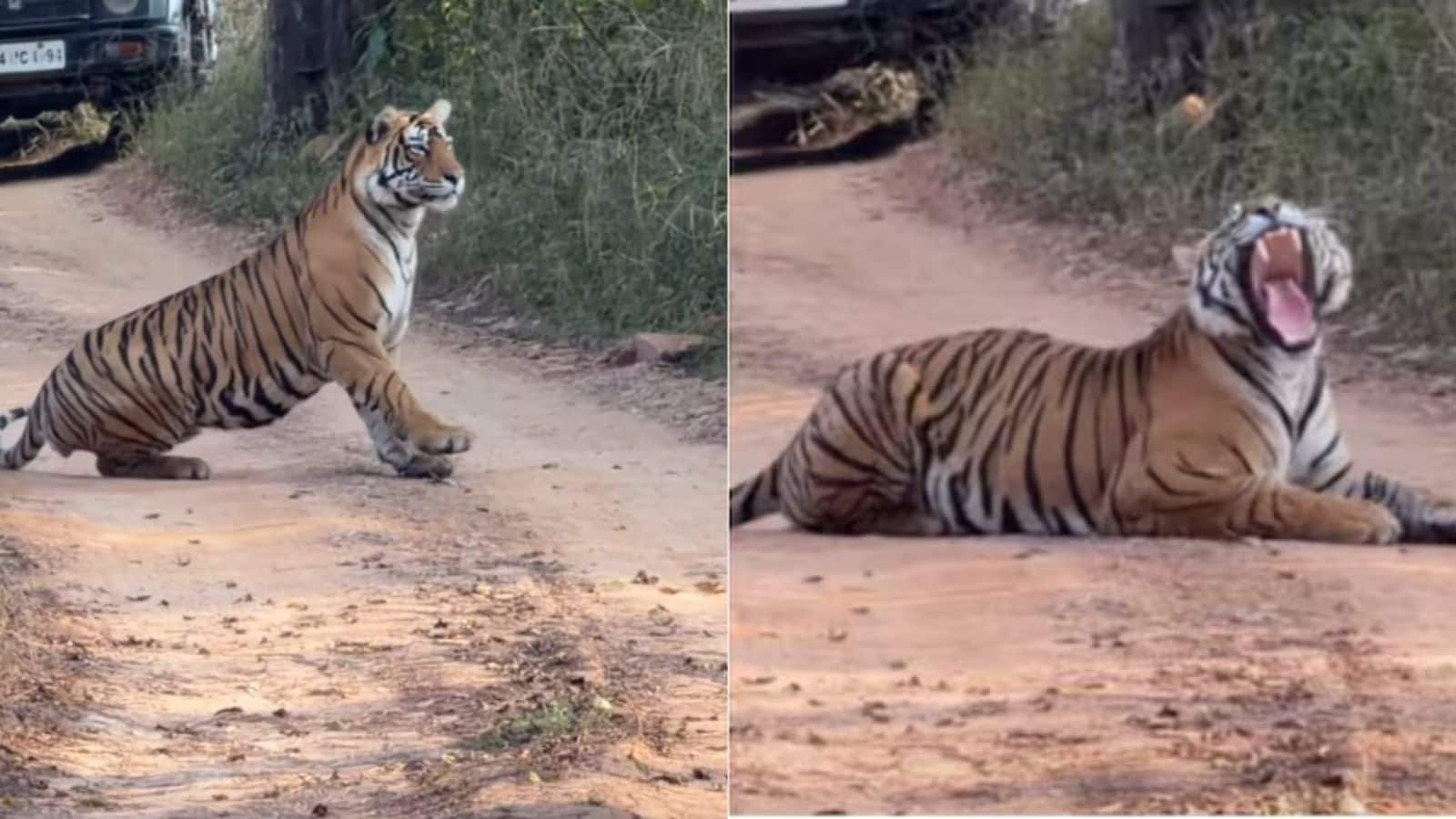 Viral Video: सड़क पर अचानक लेट गया 200 किलो का Tiger, 30 Safari Jeeps को करना पड़ा इंतजार Viral Video: सड़क पर अचानक लेट गया 200 किलो का Tiger, 30 Safari Jeeps को करना पड़ा इंतजार